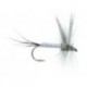 Evergreen Coffin Fly