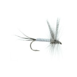 Evergreen Coffin Fly
