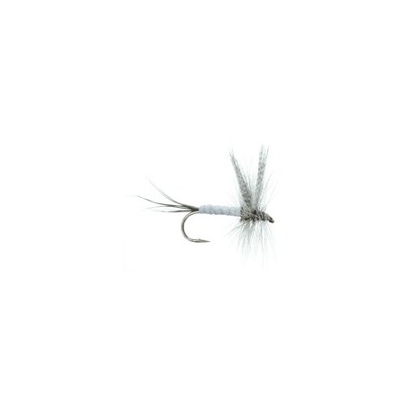 Evergreen Coffin Fly