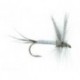 Evergreen Coffin Fly