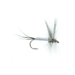 Evergreen Coffin Fly