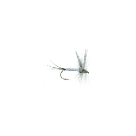 Evergreen Coffin Fly