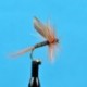 Ginger Quill