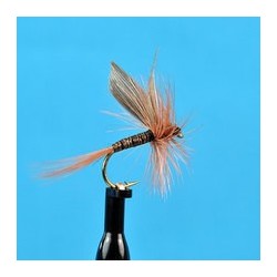 Ginger Quill