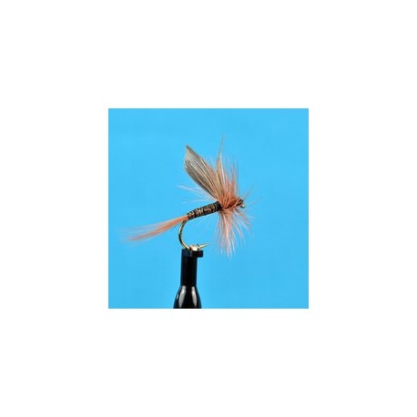 Ginger Quill