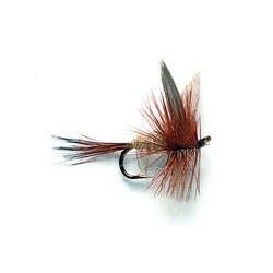 Gold Ribbed H. Ear Dry