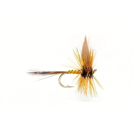 Greenwell's Spider