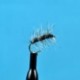 Griffith's Gnat