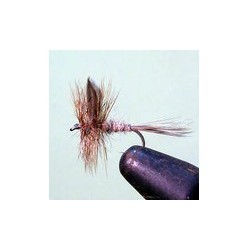 Hares Ear Dry