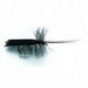 Horned Sedge Black