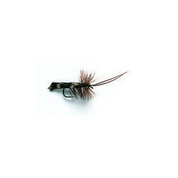 Horned Sedge Brown