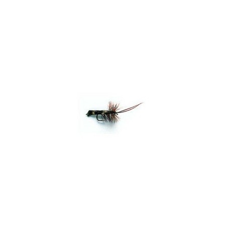 Horned Sedge Brown