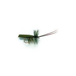 Horned Sedge Olive