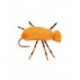 Indicator Beetle
