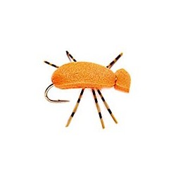 Indicator Beetle