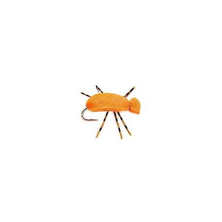Indicator Beetle