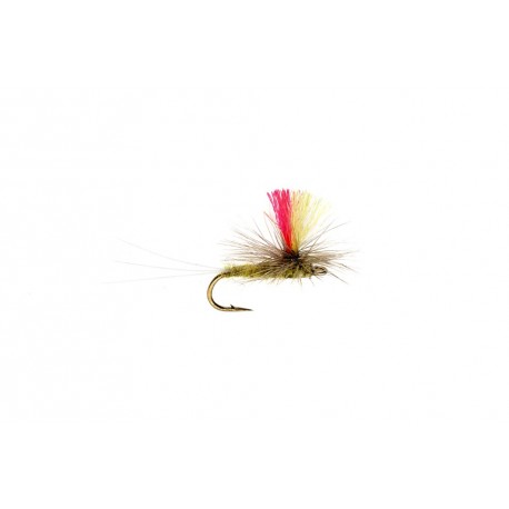 Indicator Para Bwo