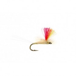 Indicator Para Light Cahill