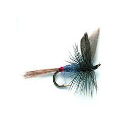 Iron Blue Dun