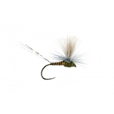 Lexi's Get 'Er Dun May Bwo Barbless