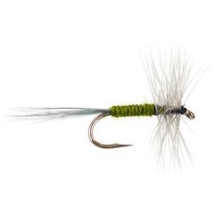 Light Green Classic