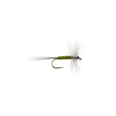 Light Green Classic