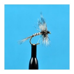 Mosquito