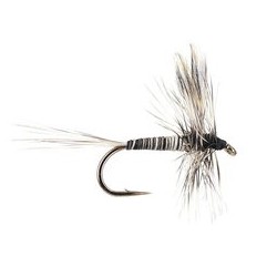 Mosquito