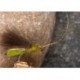 Olive CDC Sedge