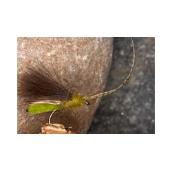 Olive CDC Sedge