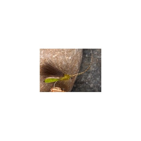 Olive CDC Sedge