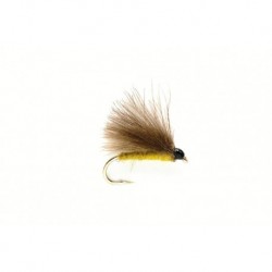 Olive CDC