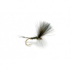 Olive Dun CDC
