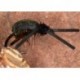 Olive Kicking Beetle