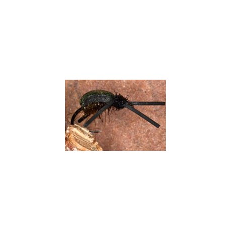 Olive Kicking Beetle