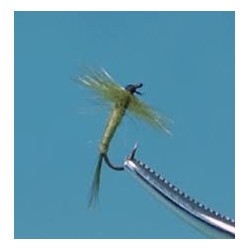 Olive Midge