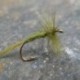 Olive Midge