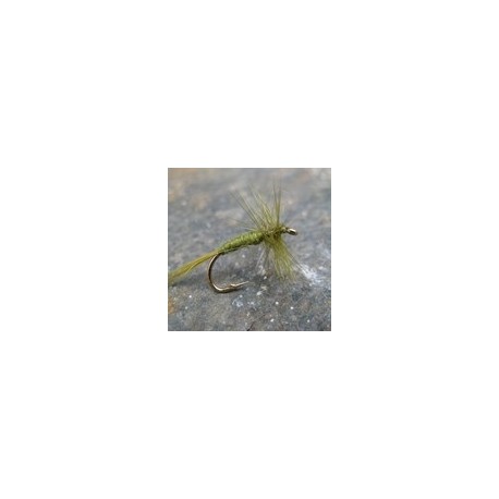 Olive Midge