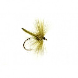 Olive Palamino