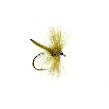Olive Palamino