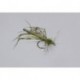 Olive Variant Daddy Long Legs