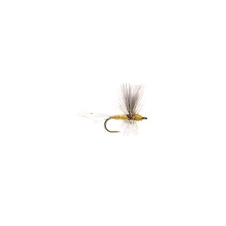 Pale Morning Dun Thorax