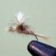 Parachute Female Adams