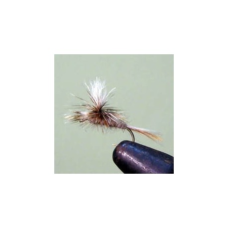 Parachute Female Adams