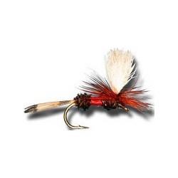 Parachute Quill