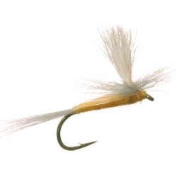 Parachute Royal C