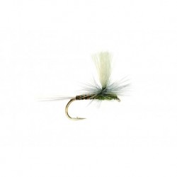 Paradun Olive