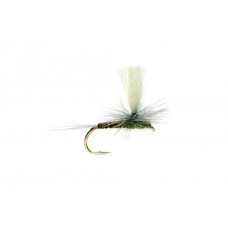 Paradun Olive