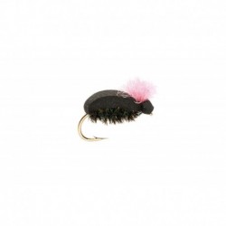 Pink Target Beetle