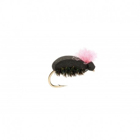 Pink Target Beetle